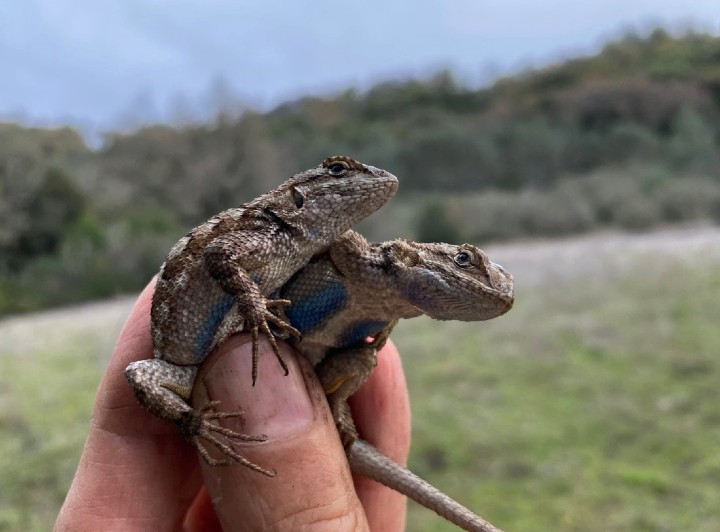 Western Fence Lizards